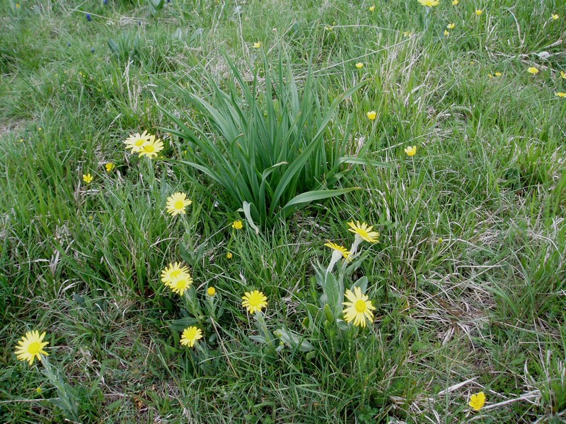 Profumo di liquirizia - Senecio sp